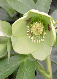 Helleborus x hybridus 'Mardi Gras Green'